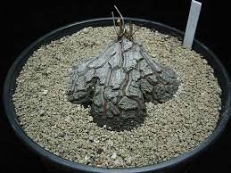 Image result for Dioscorea sylvatica