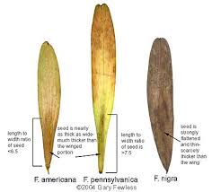 Here is a very ornamental tree or fruit tree. Trees Of Wisconsin Fraxinus Pennsylvanica Green Ash