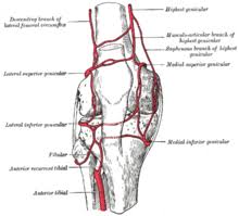 Apr 23, 2020 · knee ligaments are thick strands of tissue made of collagenous fibers that connect the upper leg bones to the lower ones. Knee Wikipedia