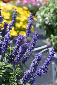 Image result for Salvia farinacea