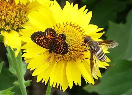 You can attract bees by. Prairies And Pollinators Npat