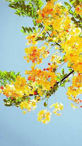 27,025 free wallpaper photos and images related images: Aesthetic Yellow Flower Wallpaper Iphone Novocom Top