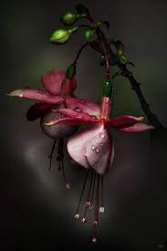 Pin By Grainne G On Purple Amazing Flowers Pretty Flowers Beautiful Flowers