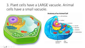 Unlike the eukaryotic cells of plants and fungi, animal cells do not have a cell wall. Plant Animal Cell Video Dailymotion