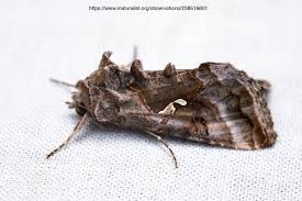 Image result for Autographa macrogamma