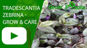 We did not find results for: Wandering Jew Poisonous To Dogs Online Off 65