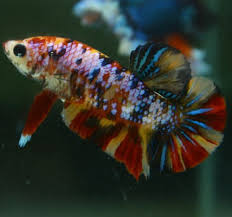 Pin On Beautiful Betta Fish