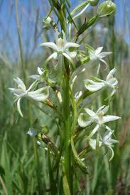 Image result for Habenaria subarmata