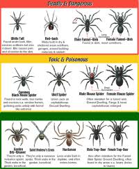 Spider Identification Chart Australia 1000 Ideas About