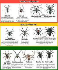 spider identification chart australia 1000 ideas about