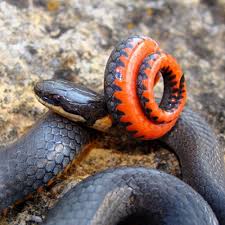 The belly is bright orange or yellow. Prairie Ringneck Snake