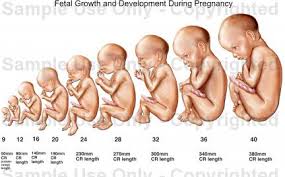 Baby Pregnancy Growth Chart Natural Henna Hair Dye Pregnancy