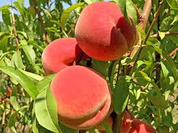 If necessary, trees can be temporarily planted in a cool, shady spot for a few days before transplanting in the permanent site. Considerations For Growing Backyard Tree Fruit Msu Extension