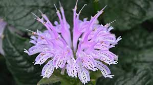 Image result for Monadenium laeve