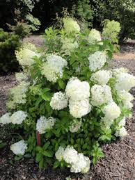 Hydrangea Bobo Woodies Hydrangea Garden Bobo Hydrangea Cactus Garden Landscaping