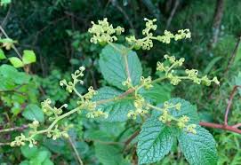 Image result for Cyphostemma paucidentatum