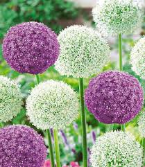 Riesen Allium Duo Lauchblumen Pflanzen Vorgarten Gestalten