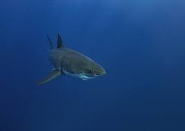 Maybe you would like to learn more about one of these? Great White Shark Facts
