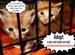 At the rspca shelter they were reportedly timid and fearful, and rightfully so. Kittens Kittens Kittens When Bonded Cats Split Up Cat Wisdom 101 Everything Feline Since 2011