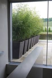 Bamboo in pots for privacy. Rz By Atelier Vierkant Garden Privacy Bamboo In Pots Backyard