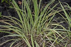 Image result for Pseudobromus