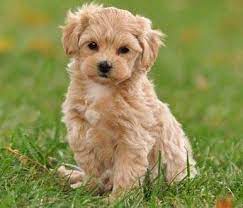 Maltipoo Rescue Houston Maltipoo Maltipoo Puppy Maltipoo Dog Puppies