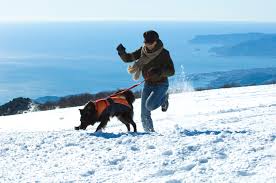 This marvel is home to 500 lakes, and over 3,000 miles of trail throughout the accumulative grand mesa national forest. Top 10 Best Dog Destinations In Colorado The Dog People By Rover Com