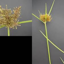 Image result for Pycreus sp.no.1