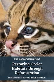 Restoring Ocelot Habitats Through Reforestation In 2020 Baby Animals Funny Cute Animal Photos Cute Baby Animals