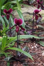 Orchids At Kew Gardens Orchid Festival Pumpkin Beth Orquideas Flores Plantas
