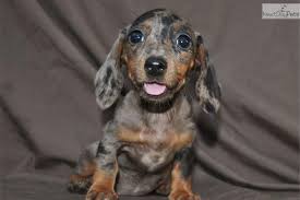 Shop the top 25 most popular 1 at the best prices! Dapple Dachshund Puppies For Sale In Texas Cute Baby Animals Dachshund Puppies For Sale Dachshund Puppies Dapple Dachshund