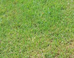 Zoysia grass is a popular grass type grown in lawns throughout the transition zone of the united states (from northern georgia to southern illinois). Controlling Zoysia Grass How To Keep Zoysia Out