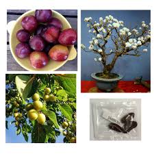 Large selection of tray inserts. Plum Fruit Tree Bonsai Seeds Shopee Philippines