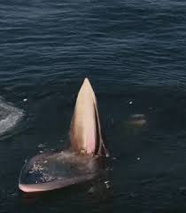 #animals #nature #animal #pets #cute #wildlife #love #cats #dog #pet #dogs #photography #instagram #cat #naturephotography #photooftheday #dogsofinstagram #of #instagood #birds #wildlifephotography #catsofinstagram #animallovers #art #petstagram #puppy #travel #zoo #wild #. Whale Eats Fish