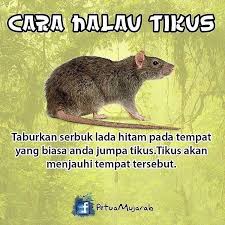 Cara agar rumah bebas tikus / cara agar rumah tidak ada tikus 1. Facebook