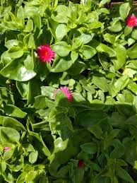 多肉植物です 夏にかけて赤い花が咲きます 冬場は葉はほと 園芸相談q A みんなの趣味の園芸
