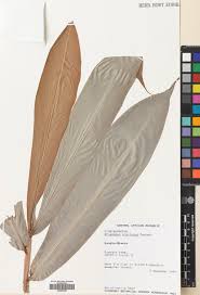 Image result for Aframomum polyanthum