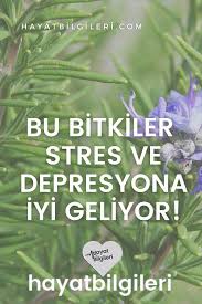 Beyni Koruyan 4 Bitki Stres Bitki Tibbi Bitkiler