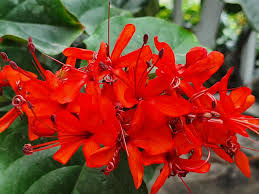 Image result for Clerodendrum splendens