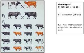 Als genkopplung bezeichnet man in der genetik das phänomen, dass räumlich nahe beieinander liegende gene gemeinsam vererbt. Regel Der Neukombination Der Gene Theoretisches Material Biologie 12 Schulstufe
