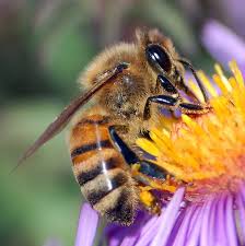 Honey bee flowers address, phone and customer reviews. Bee Id Removal Tips Southeast Bee Removal
