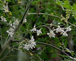 Image result for Moringa oleifera