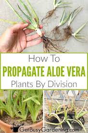 How To Propagate Aloe Vera By Division Propagate Aloe Vera Aloe Vera Plant Aloe Plant