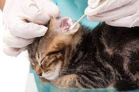 Particulièrement prisé pour les soins de bébé, il est également. Soins Quotidiens Hygiene Du Chat Veterinaire Chat Chaton Mulhouse Clinique Veterinaire Mulhouse