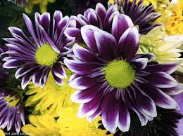 Purple Daisy Chrysanthemum Mum With Yellow Eye Purple Daisy Yellow Eyes Skin Makeup