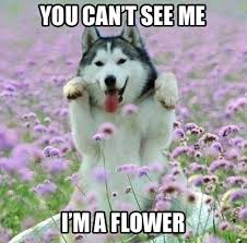 You Cant See Me Im A Flower Animal Captions Funny Dog Pictures Funny Animals