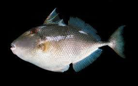 Bukan makanan biasa, pakan ayam ini dibuat lebih untuk mendapatkan kalori tertinggi anda bisa menggunakan minyak ikan. Abalistes Stellaris Ikan Jaket Ayumarinescience