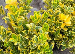 Image result for Ozoroa marginata