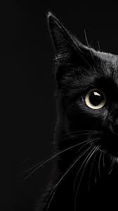 Pin On Wallpaper Iphone Cat