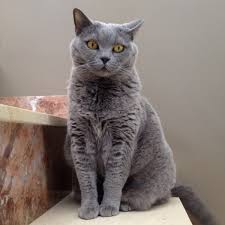 Your new kitten should already be litter trained when you bring them home. British Shorthair Kittens For Sale Cats For Adoption Sweetie Kitty 2021